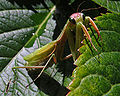 Thumbnail for version as of 15:06, 29 June 2012